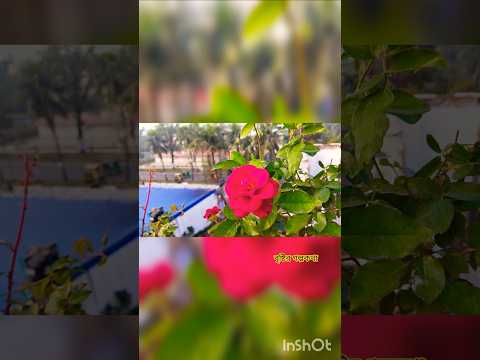ভালোবাসার বহিঃপ্রকাশে লাল গোলাপই কেন!🌹লালগোলাপের সৌন্দর্য, লালগোলাপের গল্প#love #ytshort #viralsong
