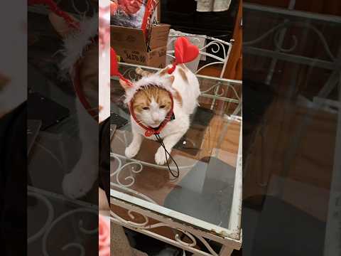 When #ValentinesDay❤️ is tomorrow 😻🤵‍♂️❤️ #Subscribe for #cutecatvideos😻📹 & to #manifest a pet/more