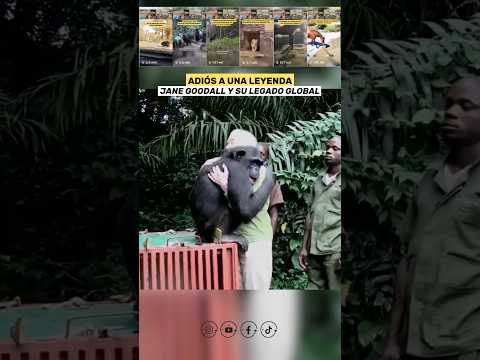 Ella cambió cómo Vemos a los Animales: Adiós a una Leyenda - Jane Goodall