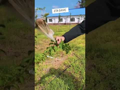 Rahasia Petani: Beban di Ranting Bikin Buah Lebih Banyak!.#shorts