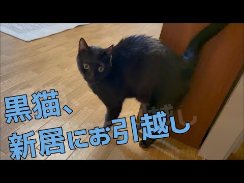 黒猫と一緒に新居に引っ越しをしました!