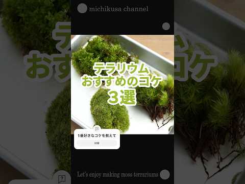 苔テラリウムにおすすめのコケ3選 #初心者 #苔テラリウム #コケ
