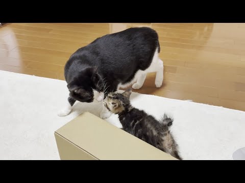 猫の動画サムネイル - 少しずつ子猫の存在に慣れてくる猫