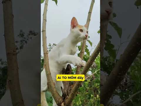 🔥 MÈO TRÙM RA TAY: ĐÁ BAY - NGÃ BẸP MÔNG, RÊN Ư Ử 🤣#meo #vutrudramameo #haihuoc #xuhuong #meme