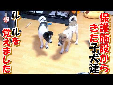 【保護犬 子犬】保護施設からやってきた子犬達 我が家のルールを覚えました