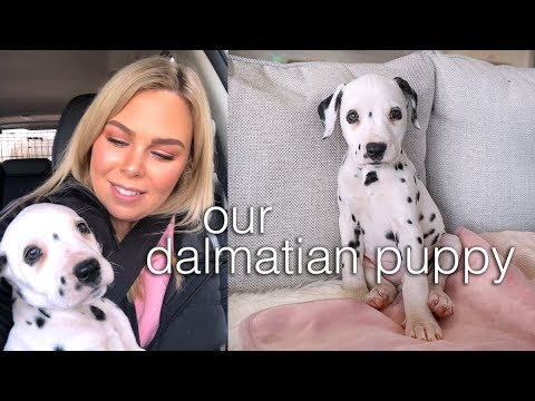 Getting our Dalmatian Puppy  - UChplUdodMCdfZfmTQbRhNWw