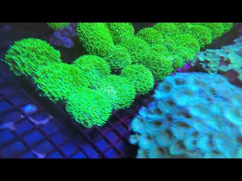 Behind the scenes Coral dream Here at glass Aquatics, we treat you glass so were giving y'all a quick sneak peek at our at home co