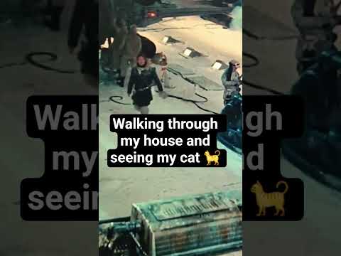 tread lightly #cat #2025 #funnycats #catfunny #catperson #catman