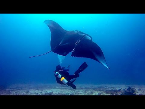 GoPro: Deep Sea Manta Ray Rescue - UCqhnX4jA0A5paNd1v-zEysw