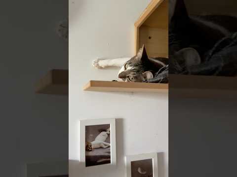 Cats day 26 Oct 2025 #cats #catlover #tombamlucky #fypsg #sgcats