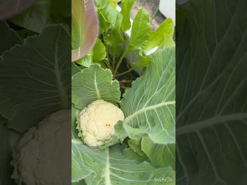 Uk garden first time experince #uk #minivlog #shorts