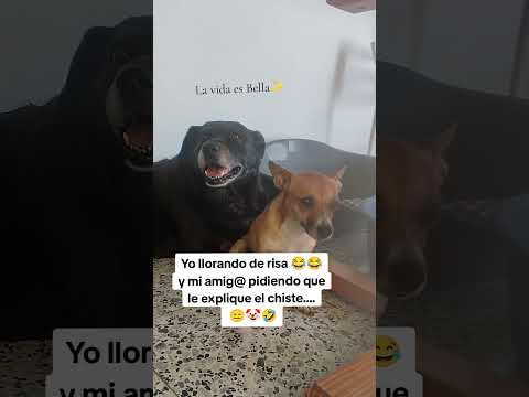 A bien chisteador, no hace falta explicación🤣🐾#animalshorts #perros #memesviral #humor #humorperros