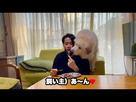 夏の終わりに超大型犬と恋人ごっこをする悲しき飼い主【あ〜ん編】