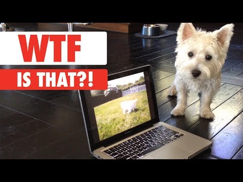 WTF IS THAT?! | Confused Pets Compilation - UCPIvT-zcQl2H0vabdXJGcpg