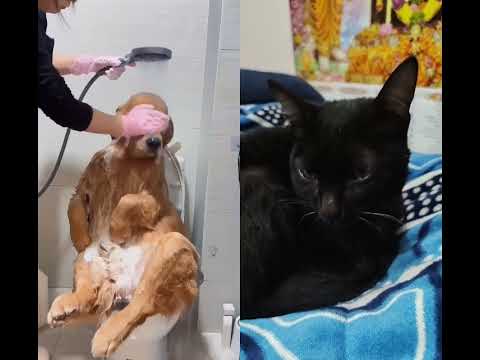 dog 🐕🐕 🤣🤣🤣 funny 🤣😁😁😁 hehehehee