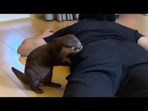 カワウソに飼い主死んだふり作戦リベンジしたらかなり反応してくれた！ I tried the dead pretense strategy again on the otter!