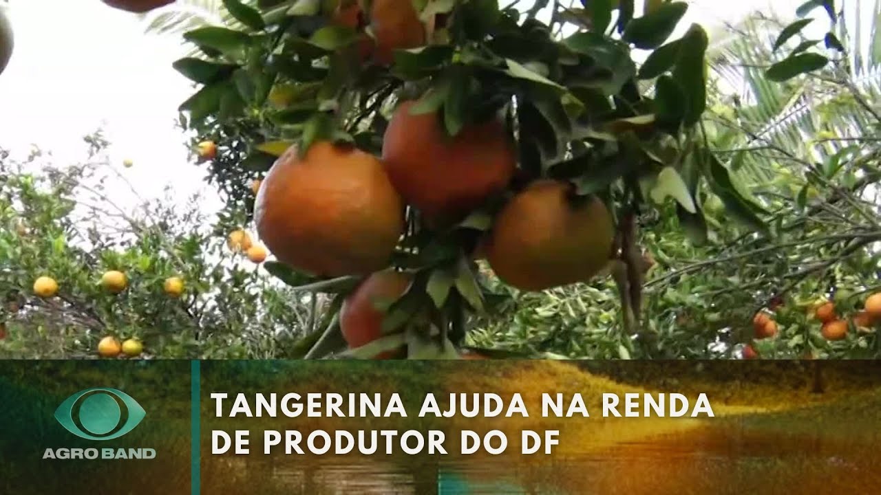Tangerina ajuda na renda de produtor do DF