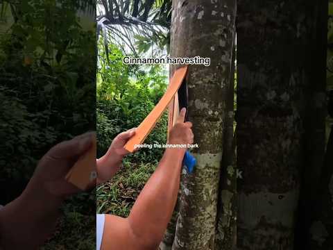 How Cinnamon is Harvested