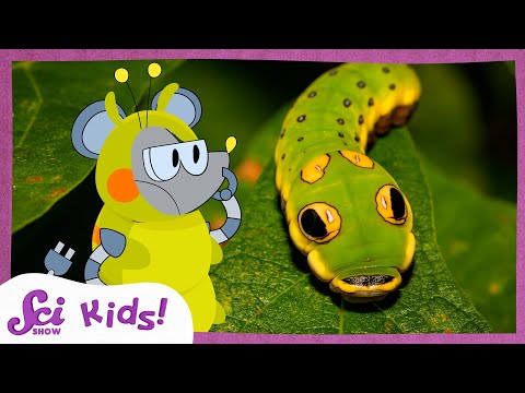 These Caterpillars Don't All Look Like Caterpillars | SciShow Kids