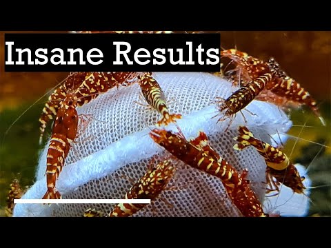 One Tiny Change. 70% More Breeding. You Need to Se Join 
https_//www.youtube.com/channel/UCzmxPBBXlxxQhbTDRwyqaow/join

If you’ve been struggling wit