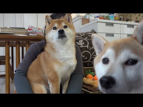 実家の柴犬の飼い主、緊急入院へ。