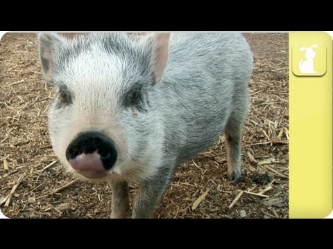 How to keep my pig healthy - My Pet Pig - UCPIvT-zcQl2H0vabdXJGcpg