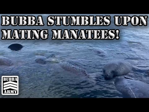 Bubba Stumbles Upon Manatees Mating, A VERY RARE SIGHT CAUGHT ON TAPE - #TheBubbaArmy