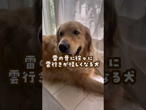 ゴールデンレトリバーが雷の音に反応する理由と雲の動きについて サムネイル