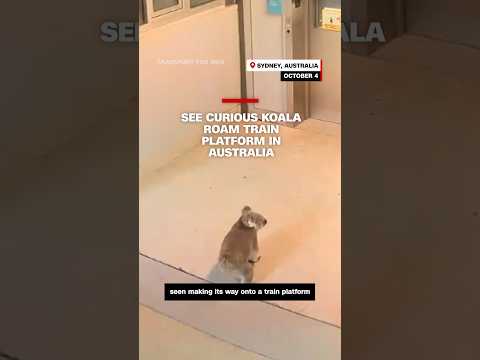 See curious koala roam train platform in Australia