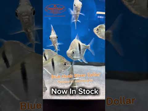 🐟💙 Blue Hook Silver Dollar (Myloplus cf. schomburgkii)