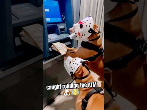Caught on Camera: Halloween Heist 🐶💀💰