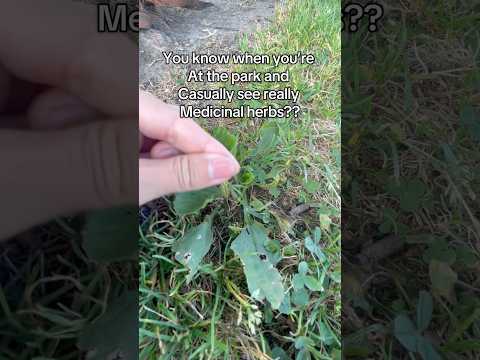 Who knows this one? I see it everywhere! #herbs #herbalism #nature #plants #beauty