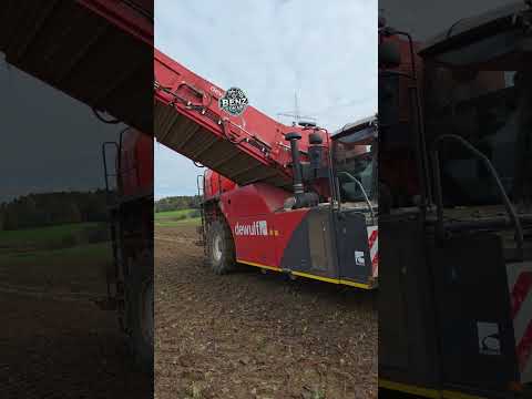 Beetroot harvest with Dewulf🚩💯