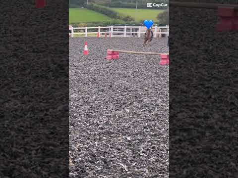 Spooky spooky! #horse #equestrianjourney #horseenthusiast #equestrian