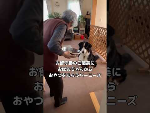 愛犬にお留守番のご褒美、バーニーズが焼き芋に大喜びする様子 サムネイル