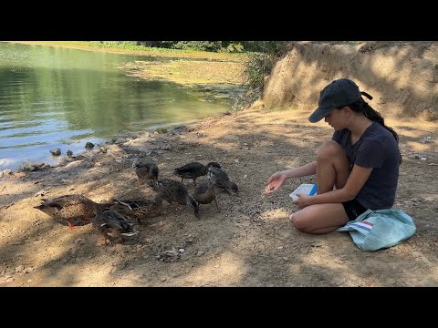 Mia et Les Canards🦆#canards #canard #animals #oiseaux #pourtoi