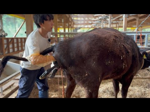子宮脱になった母牛が元気な子牛を産んでくれました