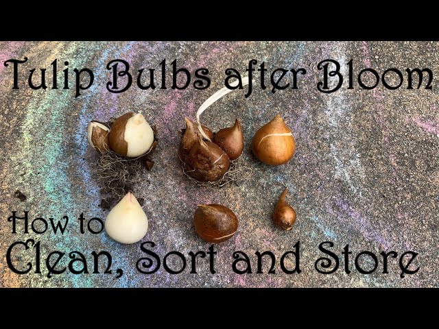 How To Preserve Tulip Bulbs?