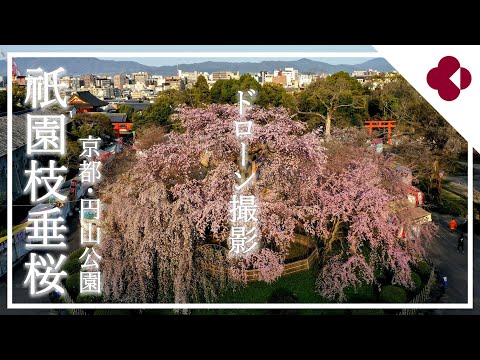 円山公園の祇園枝垂桜（2024年4月2日　京都市東山区）　Gion weeping cherry tree in Maruyama Park, Higashiyama-ku, Kyoto,