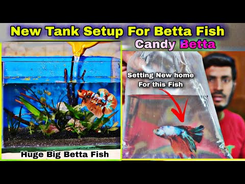 New Tank Setup For Candy Betta Fish मेरी � Please Must subscribe to My back-up Channel
https_//youtu.be/4hXBVFzK8Ag

Please Subscribe To My Cha