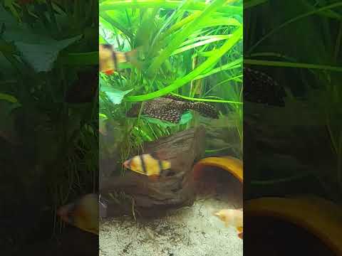 my pleco Zues just sitting on a leaf. 