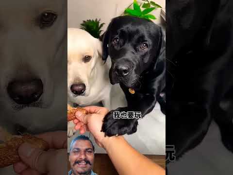 #shorts #labrador #cutedog #animals #short #dog #dogshorts @Doglovergod