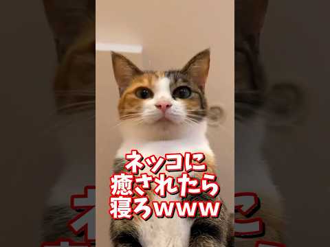 猫の動画サムネイル - ネッコの動画で癒されたら寝ろｗｗｗ　#2ch  #動物  #猫 #癒やし #ねこ動画