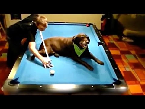 BEST POOL TRICK SHOTS! - UCIJ0lLcABPdYGp7pRMGccAQ