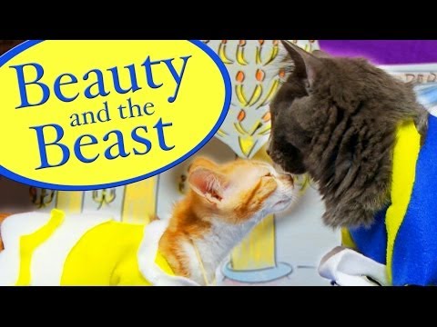 Disney's Beauty and the Beast (Cute Kitten Version) - UCPIvT-zcQl2H0vabdXJGcpg