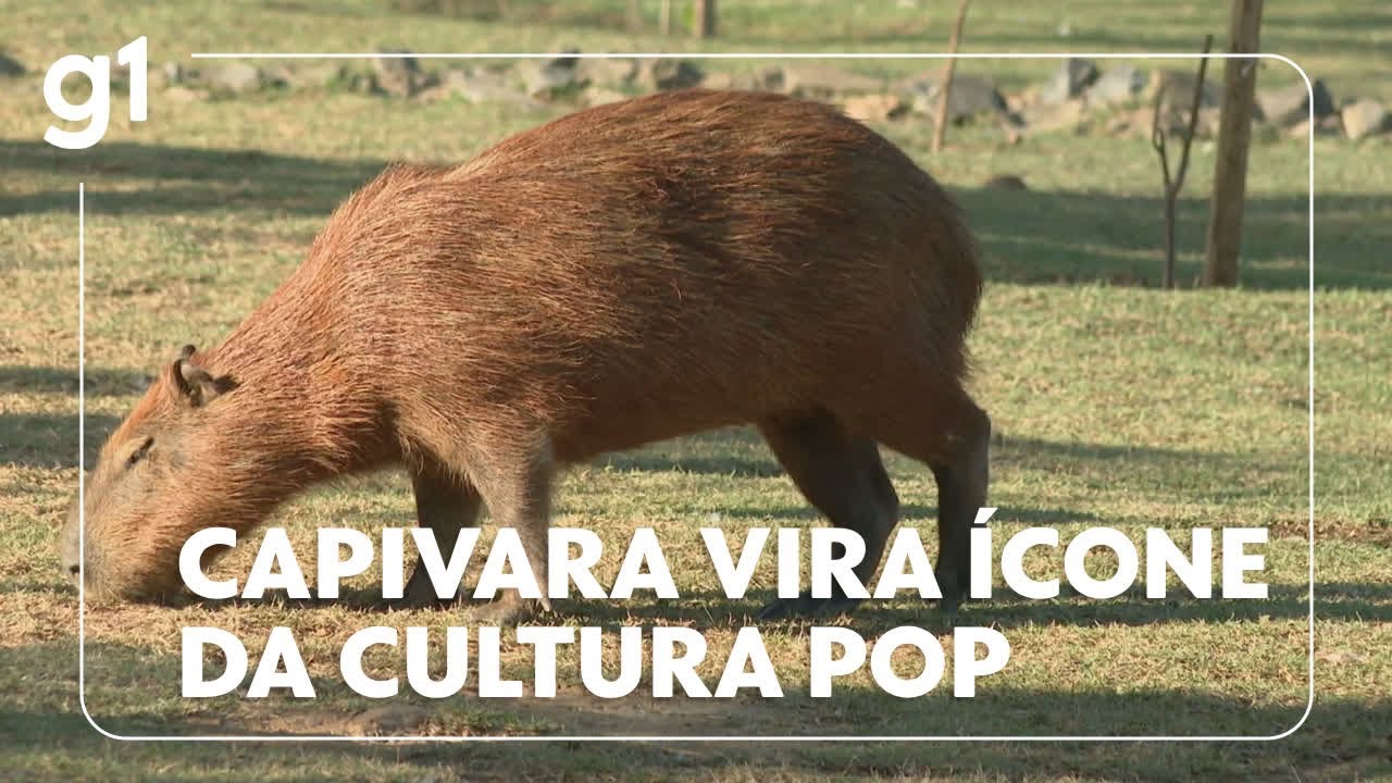 🦫Capivara virou ícone da cultura pop mundial; veterinário da dicas de cuidados com o animal