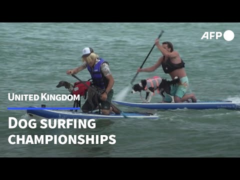 'Absolutely bonkers': UK dog surfing championship breaks world records | AFP
