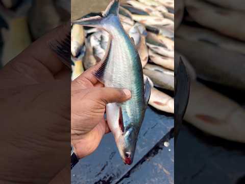 Yeh Machhli Toh Pagal Ho Gayi 😱 | Crazy Fish Reaction 🎣😵 !! #fishing #justfishing #fish
