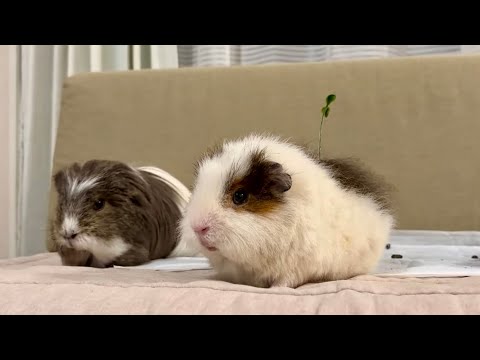 🐹何か生えているノカ？（最後まで気づかず）