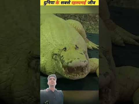 दुनिया के सबसे रहस्यमई जीव 😮 #facts #amazingfacts #factsinhindi #fishing #animalfacts #dinesh #new